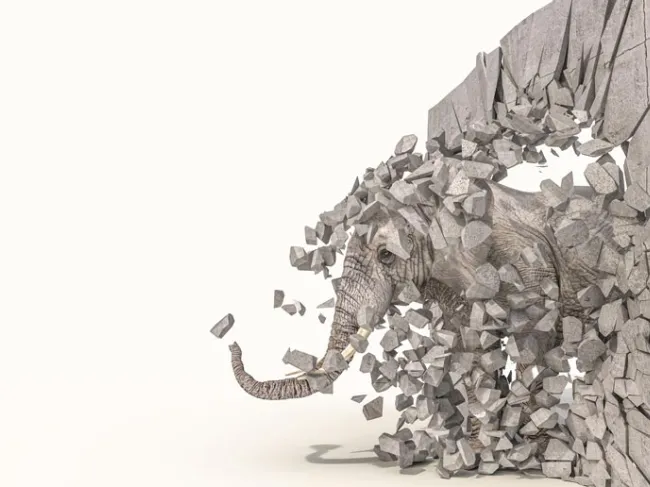 elephant